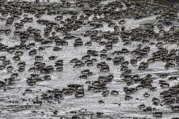 Mud Fiddler Crabs