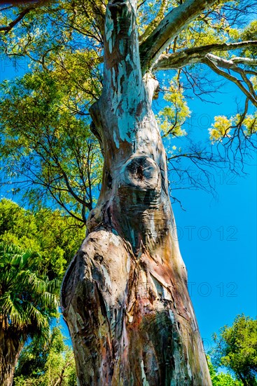 Eucalyptus tree