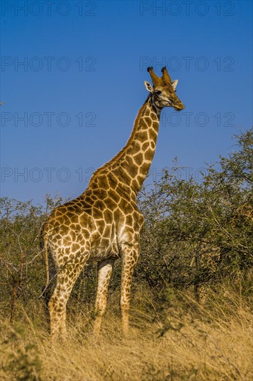 Giraffe