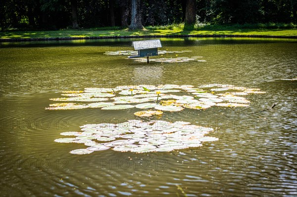 Goldfish Pond