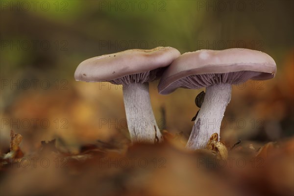 Two violet red chanterelles