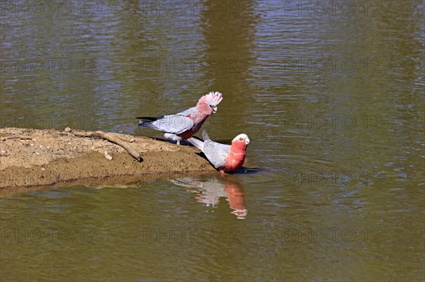 Galah