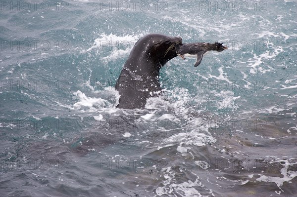 Southern south american sea lion