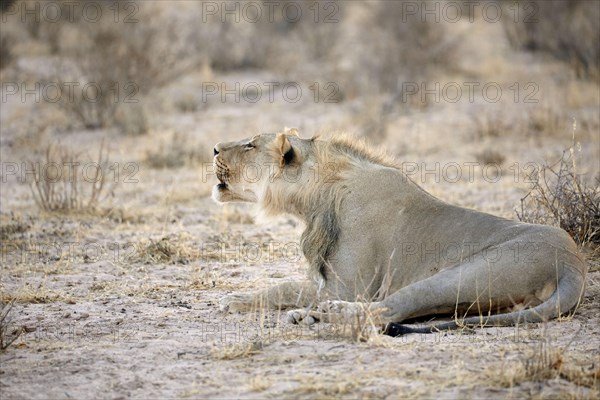 Transalvaal Lion