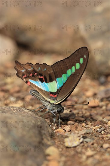 Common Bluebottle