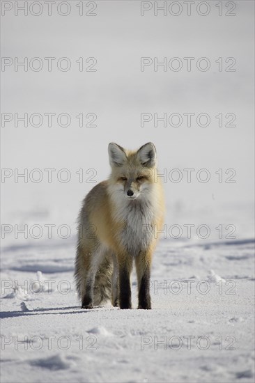 American red fox