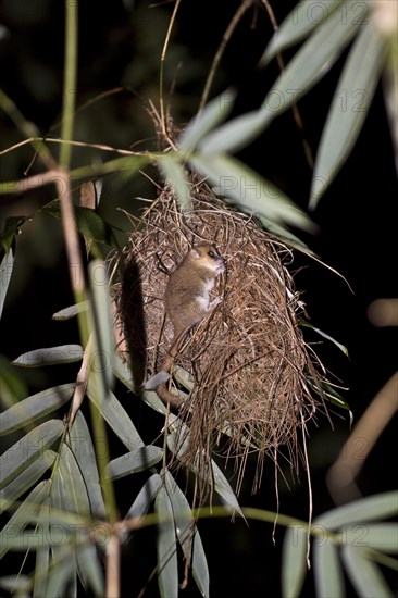 Goodman's Mouse Lemur