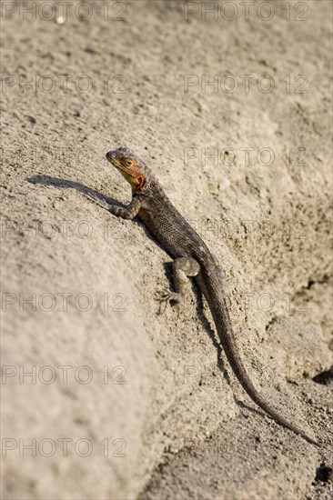 Tropidurus albemarlensis