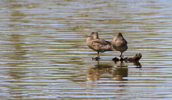 Freckled Duck