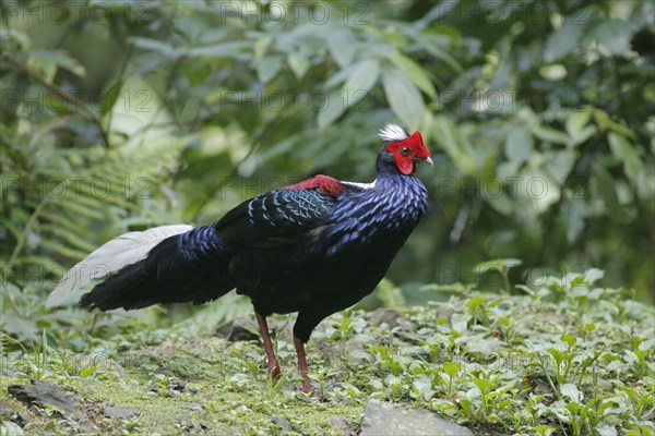 Swinhoe's swinhoe's pheasant