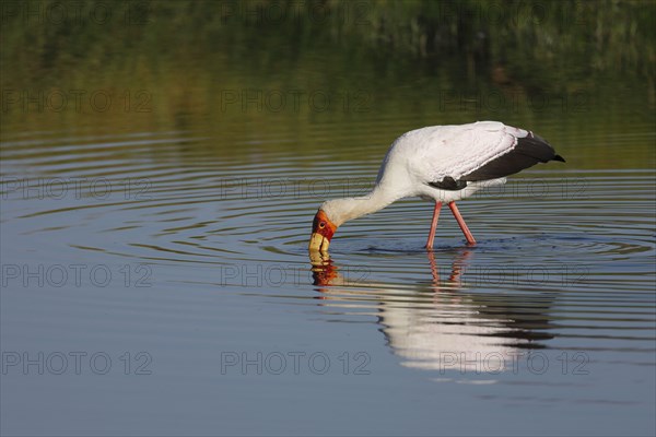 African Yellow-billed Stork