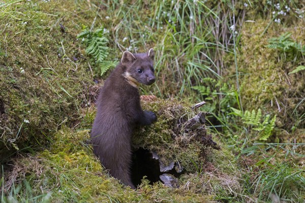 Pine Marten