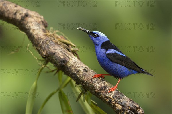 Turquoise Honeycreeper