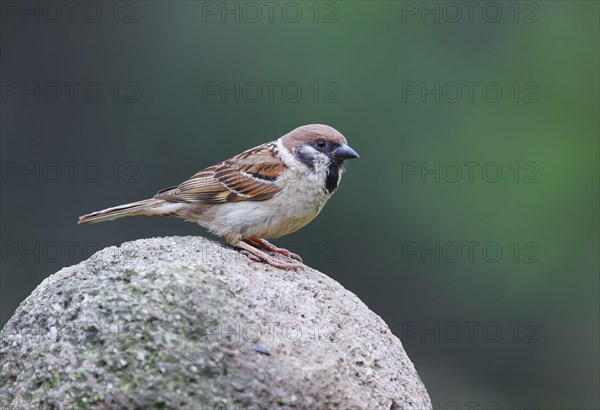 Eurasian Tree Sparrow