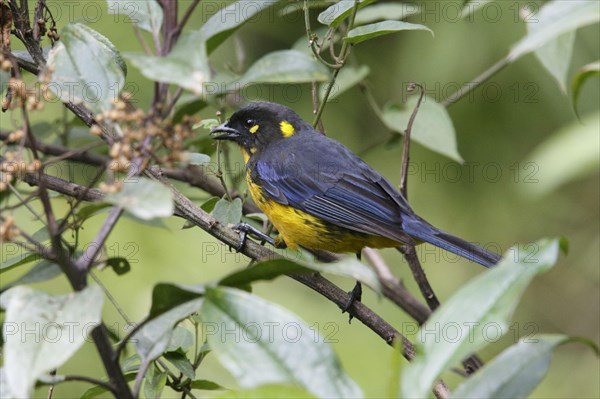 Lacrimose Mountain Tanager