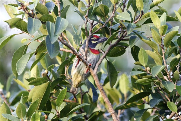 Coppersmith Barbet