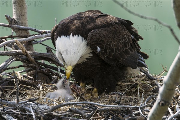 Bald Eagle