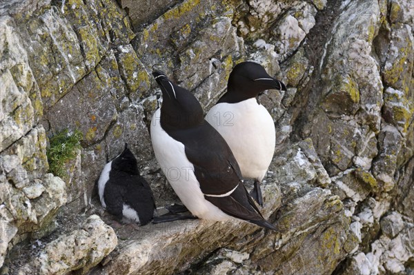 Razorbill