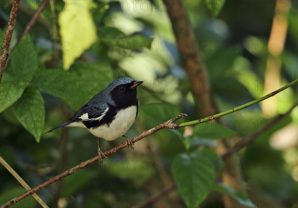 Black-throated Blue Warbler