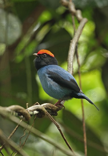 Blue manakin