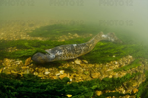 Sea Lamprey