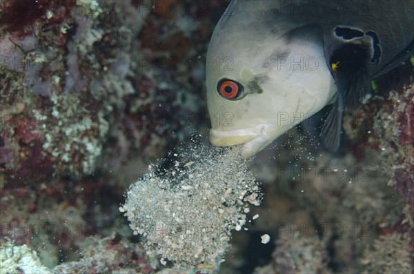 Rockmover Wrasse