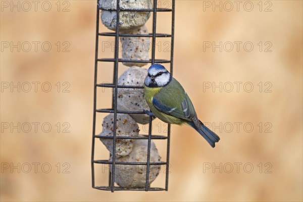 Blue Tit