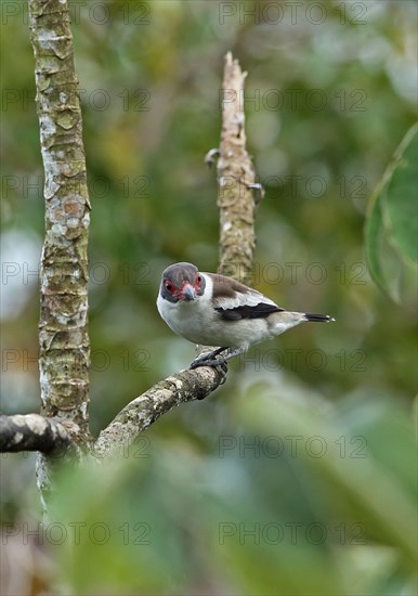 Masked tityra