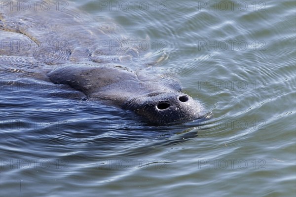 West Indian Manatee