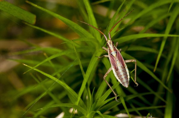 Meadow Plant Bug