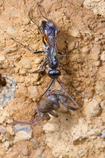 Spider-hunting Wasp