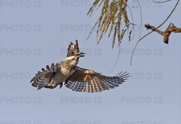 Crested kingfisher