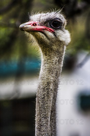 Ostrich Head