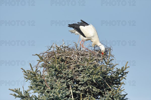 Single white stork building a nest in a treetop under a blue sky