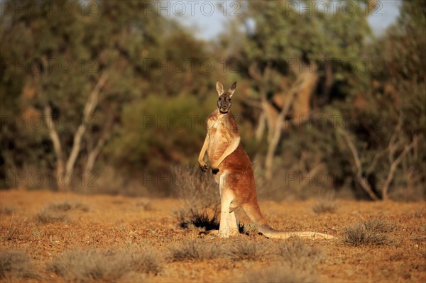 Red kangaroo