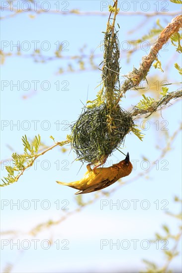 Cape Weaver