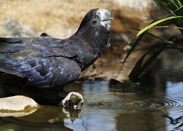 Red-tailed black cockatoo