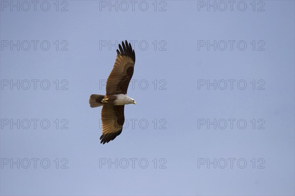 Brahminy kite