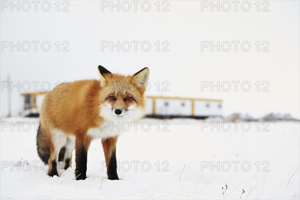 American red fox