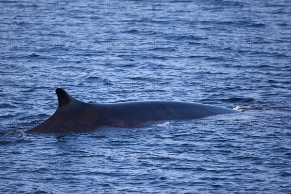 Fin whale