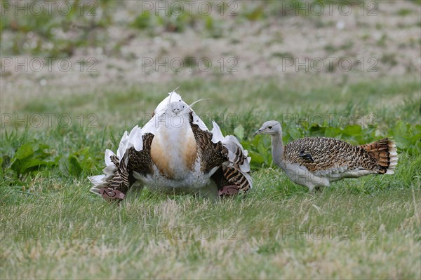 Great bustard