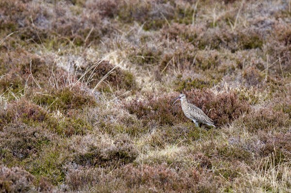 Eurasian Curlew