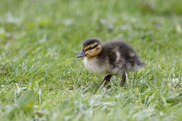 Mallard duck