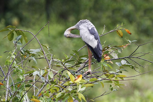 Asian openbills