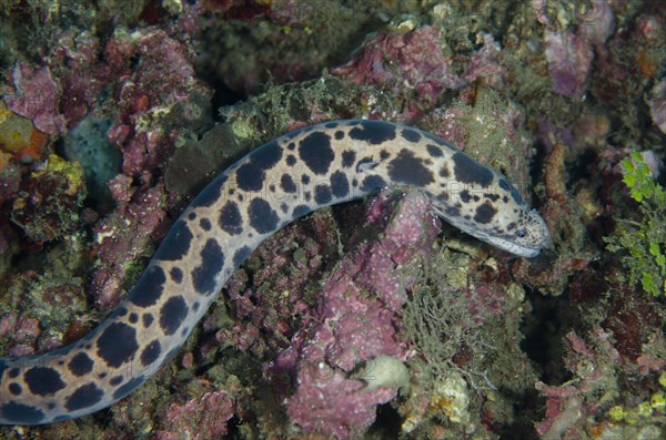 Tiger Snake Moray