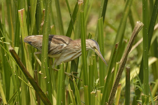 Yellow yellow bittern