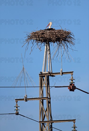 White Stork