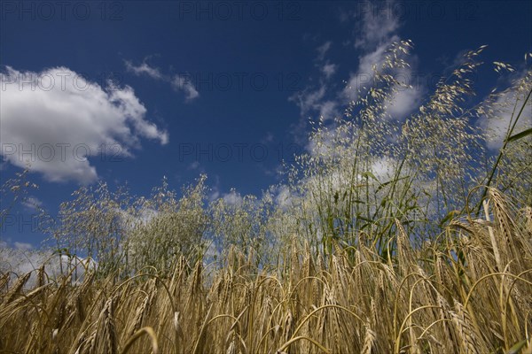 Fly oats