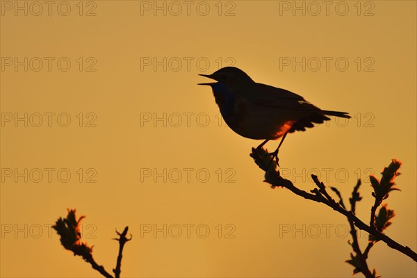 Red-spotted red-spotted bluethroat