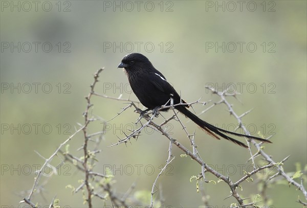 Magpie Shrike